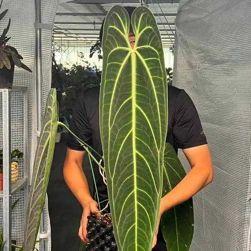 绿色火鹤花的花语是什么？绿色火鹤花寓意着什么？
