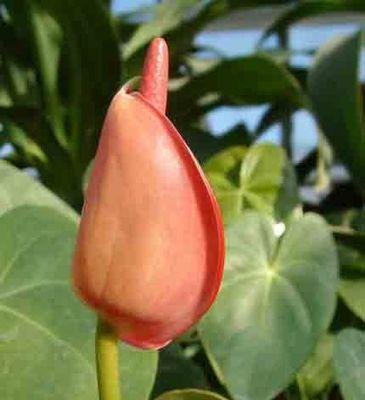 绿色火鹤花的花语是什么？绿色火鹤花寓意着什么？