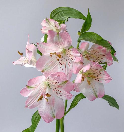 哪种颜色的花象征愤怒？