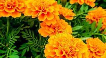 橘色的花象征着什么？橘色花的寓意是什么？
