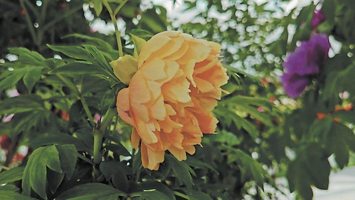橘色的花象征着什么？橘色花的寓意是什么？