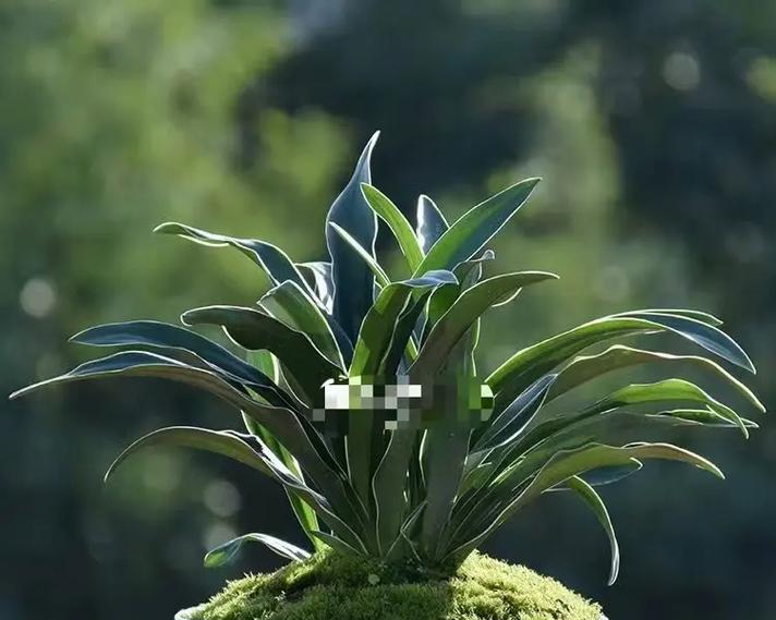 白色牡丹花与竹子的组合有何寓意？