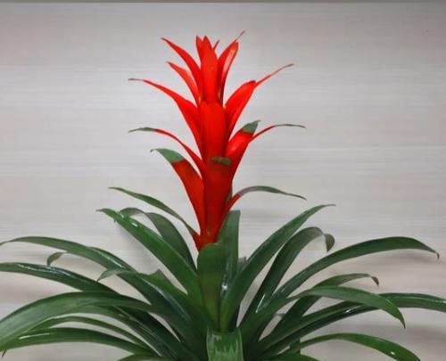 白色牡丹花与竹子的组合有何寓意？