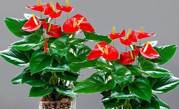 春节期间放花的寓意有哪些？