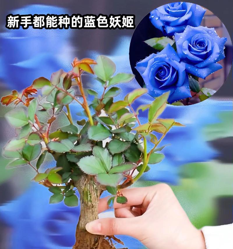 蓝色玫瑰花送闺蜜有何含义？蓝色玫瑰代表什么？
