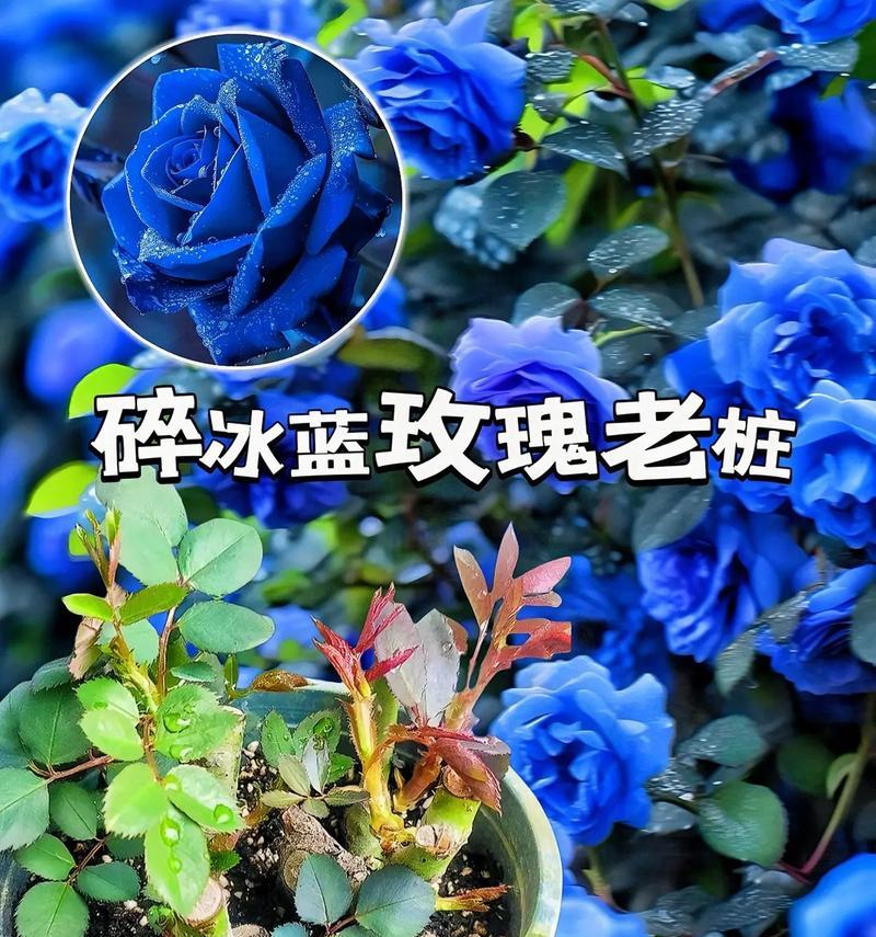 蓝色玫瑰花送闺蜜有何含义？蓝色玫瑰代表什么？