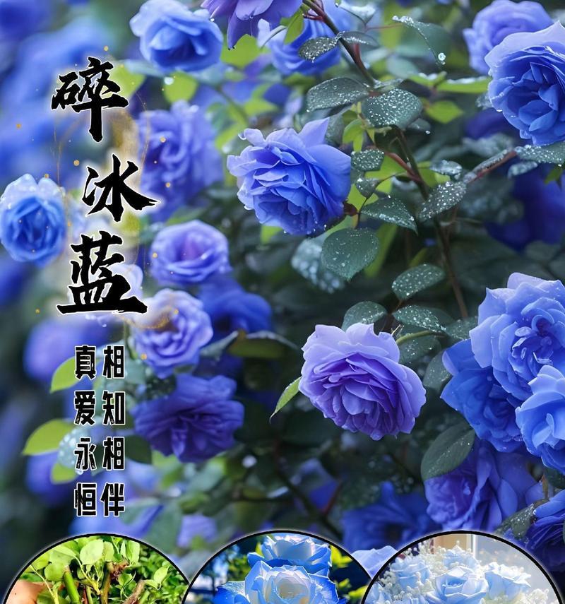 蓝色玫瑰花送闺蜜有何含义？蓝色玫瑰代表什么？