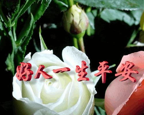 一生平安花代表什么？