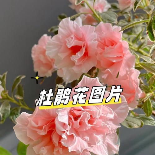 哪种花寓意好运和财富？寻找带来好运的花卉。958