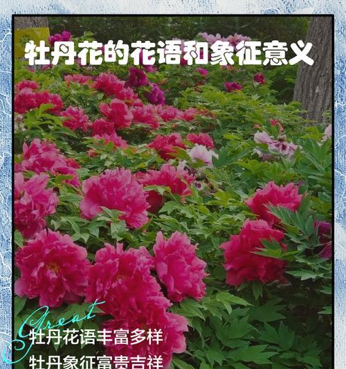 哪些花象征着祝福和美好寓意？它们的花语是什么？