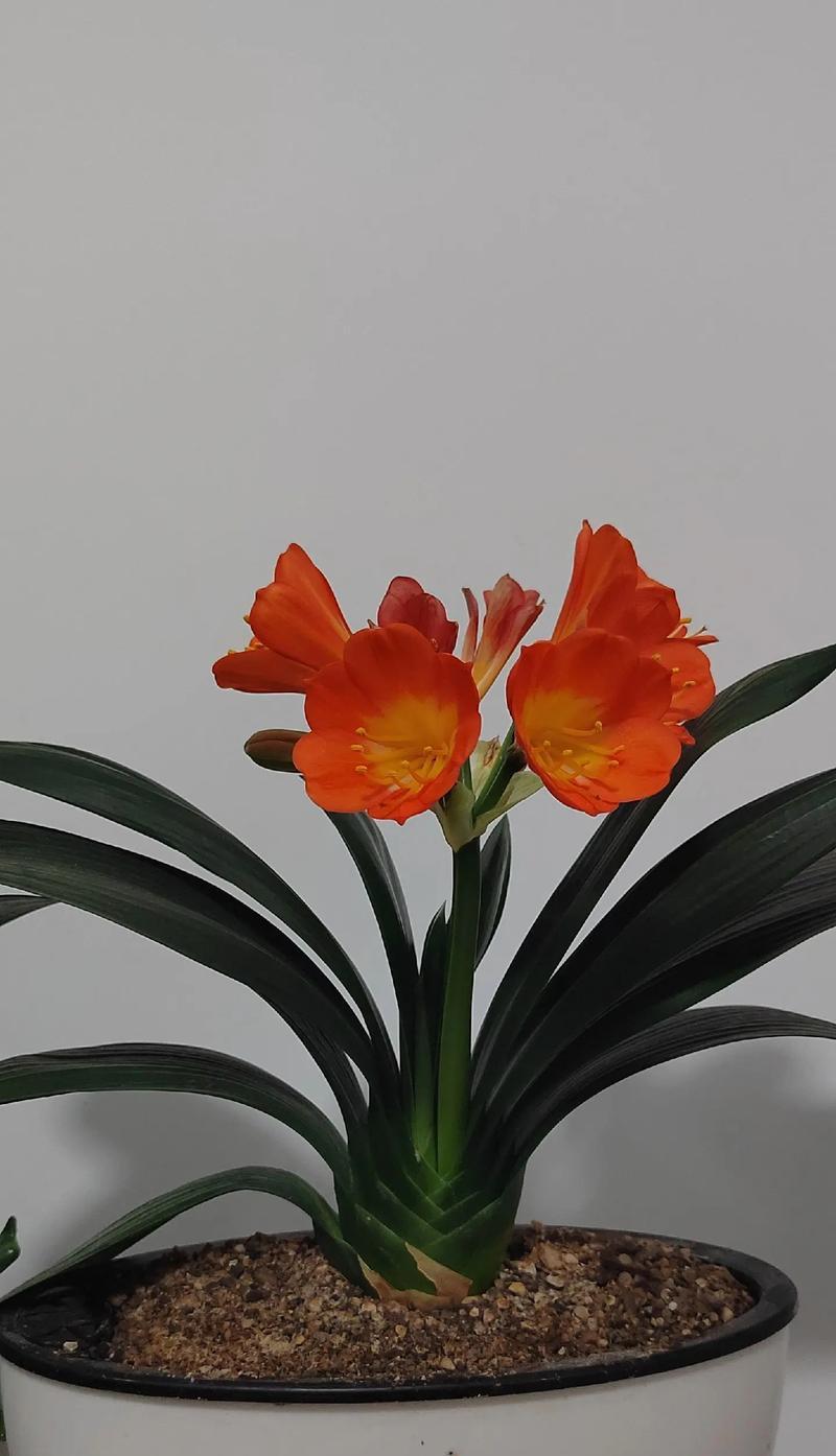 哪种花寓意花开富贵？花开富贵的花有哪些？