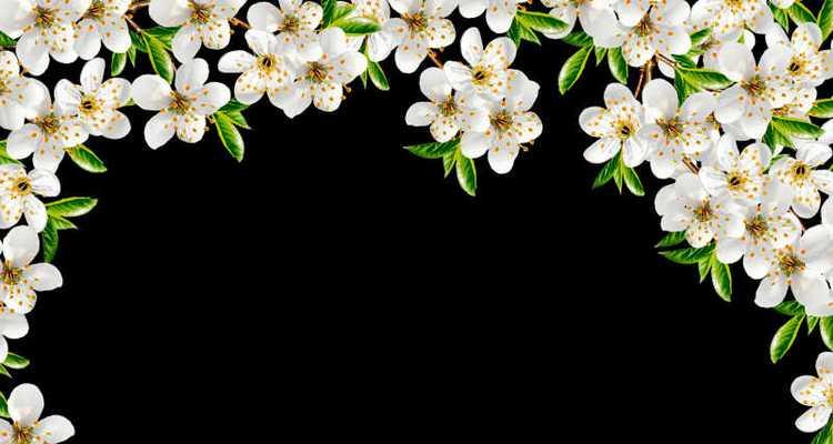 母亲节送黑色花有何寓意？为什么选择黑色花？