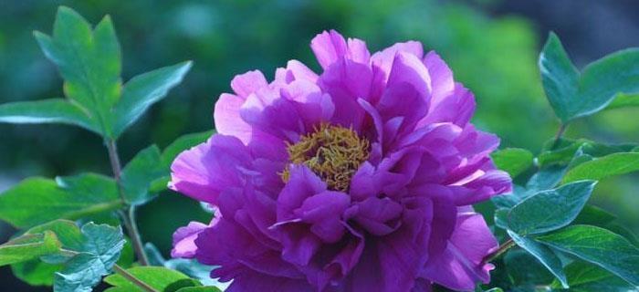 紫色花语项链代表什么？花语项链的寓意是什么？