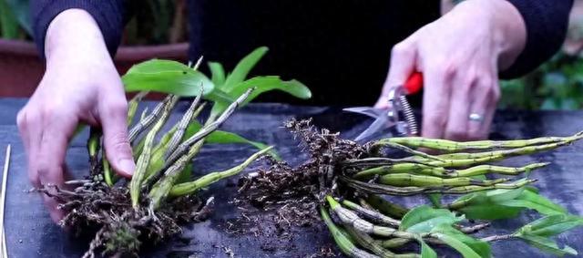 【种植石斛的秘诀，赶紧学起来！】图1
