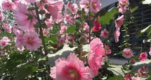 8种浪漫花，顺利让院子变成花海，满园花色关不住的感觉太美了！