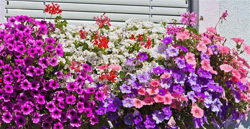 【8种浪漫花，顺利让院子变成花海，满园花色关不住的感觉太美了！】图2