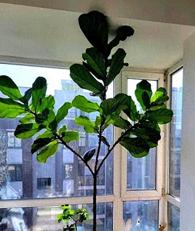 这5种花，再长高就废了！隔三差五“拦腰剪”，越砍越金贵！