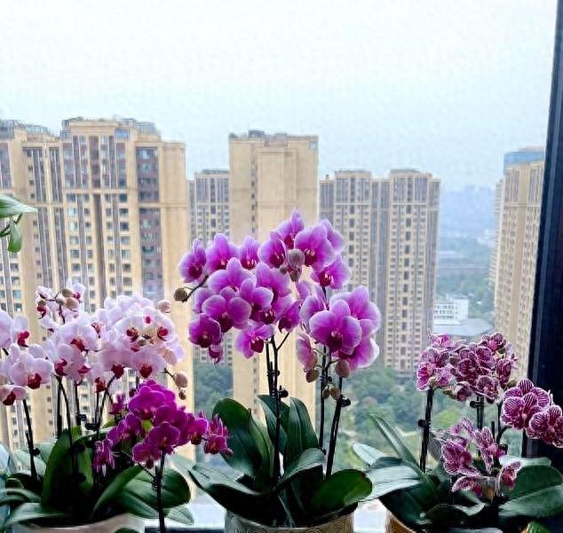 家养6种花，大病小病全扫光，这6种花，家中记得摆几盆！