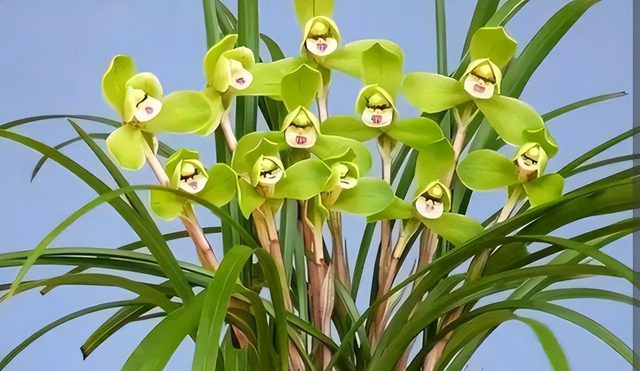 家里养6种花，别再“晒太阳”，赶紧搬阴凉处，晚了全部被晒坏