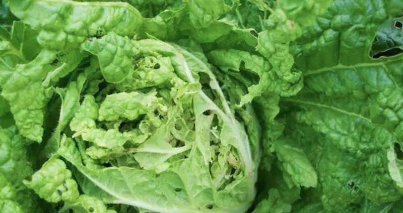 豆角地里套种蔬菜，如何套种？掌握三个要点实现多元化种植