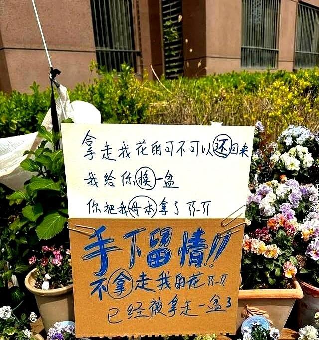 太心酸，北京一女子！楼下养花被偷，立牌求饶，网友辣评很搞笑。
