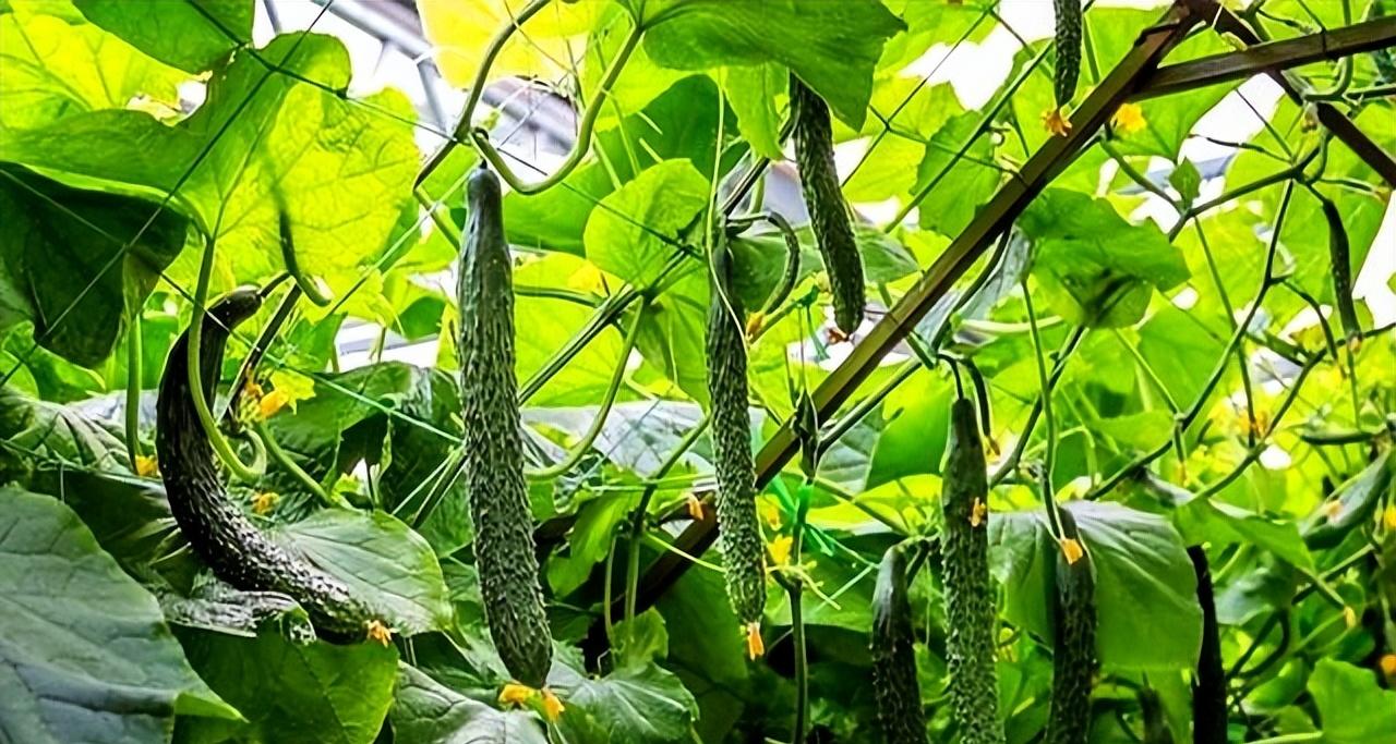 黄瓜想高产？反常浇水7天爆20条，超给力