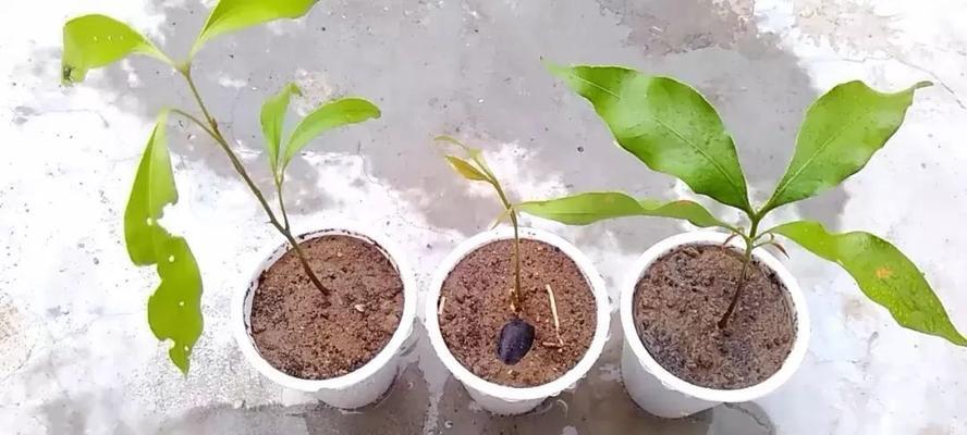 荔枝壳能否做为肥料使用（荔枝壳的营养成分及利用价值）