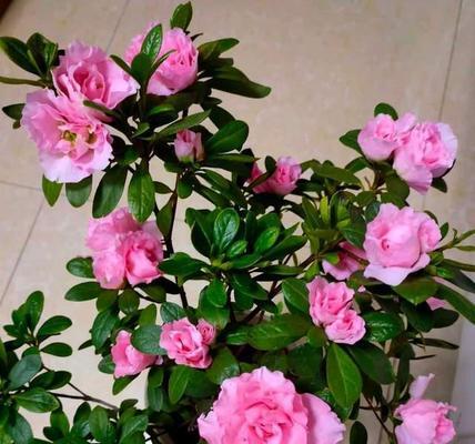 茶花和杜鹃花，谁更好养（比较茶花和杜鹃花的养护难度）