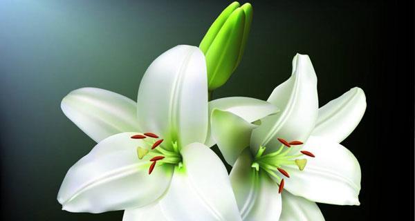 百合花语之爱与祝福（探索百合的花语与寓意）